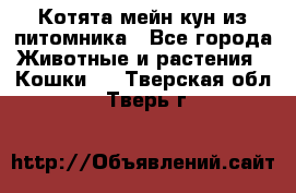 Котята мейн-кун из питомника - Все города Животные и растения » Кошки   . Тверская обл.,Тверь г.